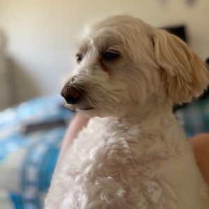 Meet your Posher, Chau